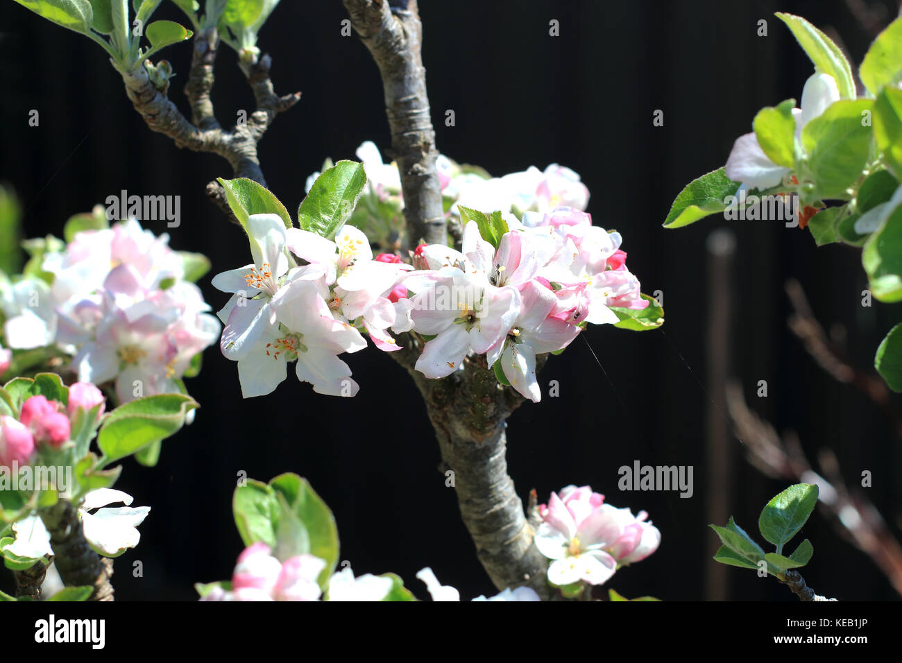 Apple Flower buds in full blooms during spring Stock Photo Alamy