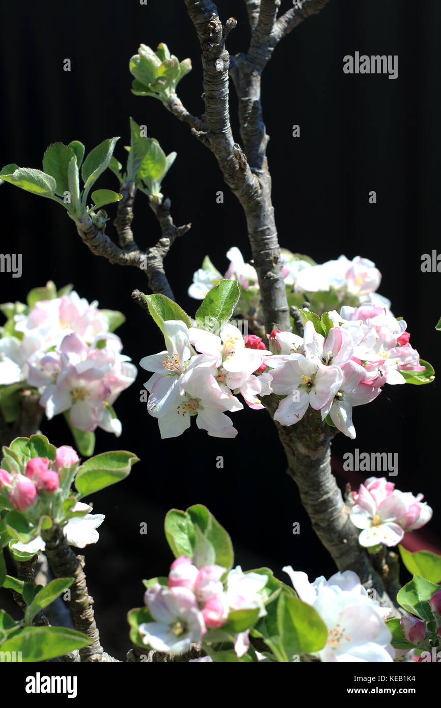 Apple Flower buds Stock Photo