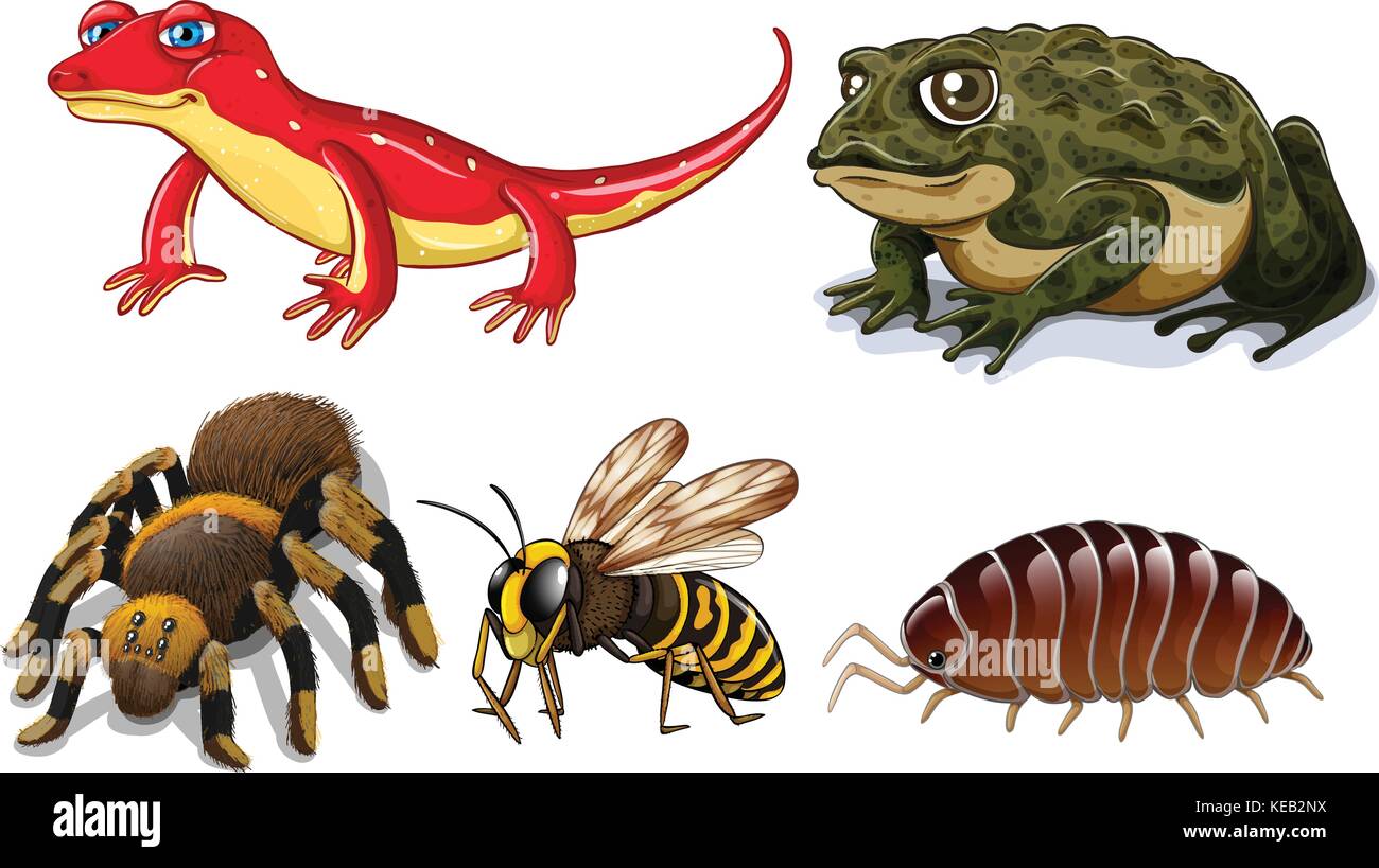 Five different types of small animals Stock Vector Image & Art - Alamy