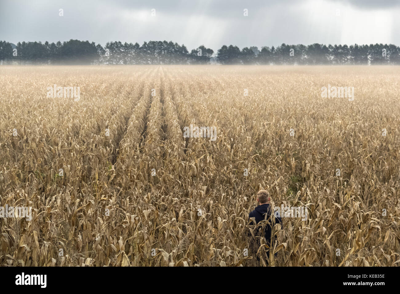 a man standing alone in a corn field. It is a magical moment where the fog cleared and a few rays of sunlight paved the way through the clouds. Stock Photo