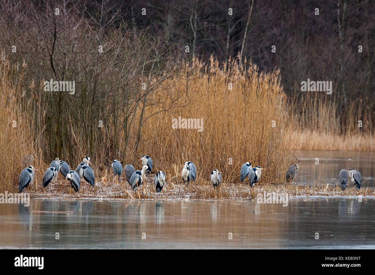 Gray herons (Ardea cinerea) sanding on lake shore, Sweden. Stock Photo