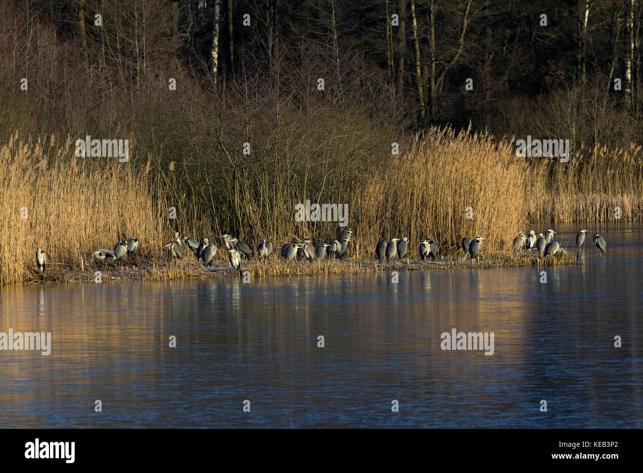 Gray herons (Ardea cinerea) sanding on lake shore, Sweden. Stock Photo