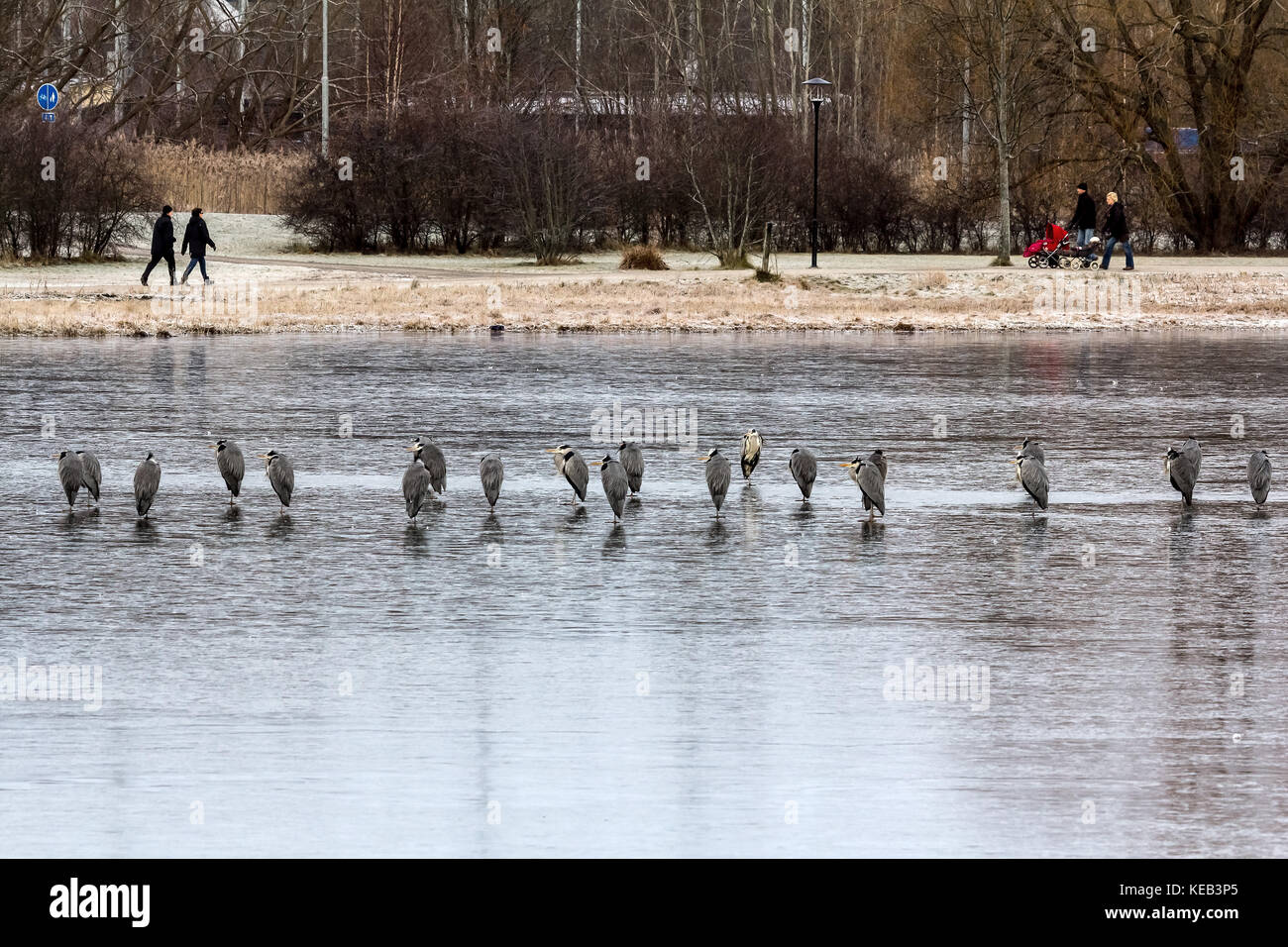 Group of Gray herons (Ardea cinerea) sanding on frozen lake, Sweden. Stock Photo