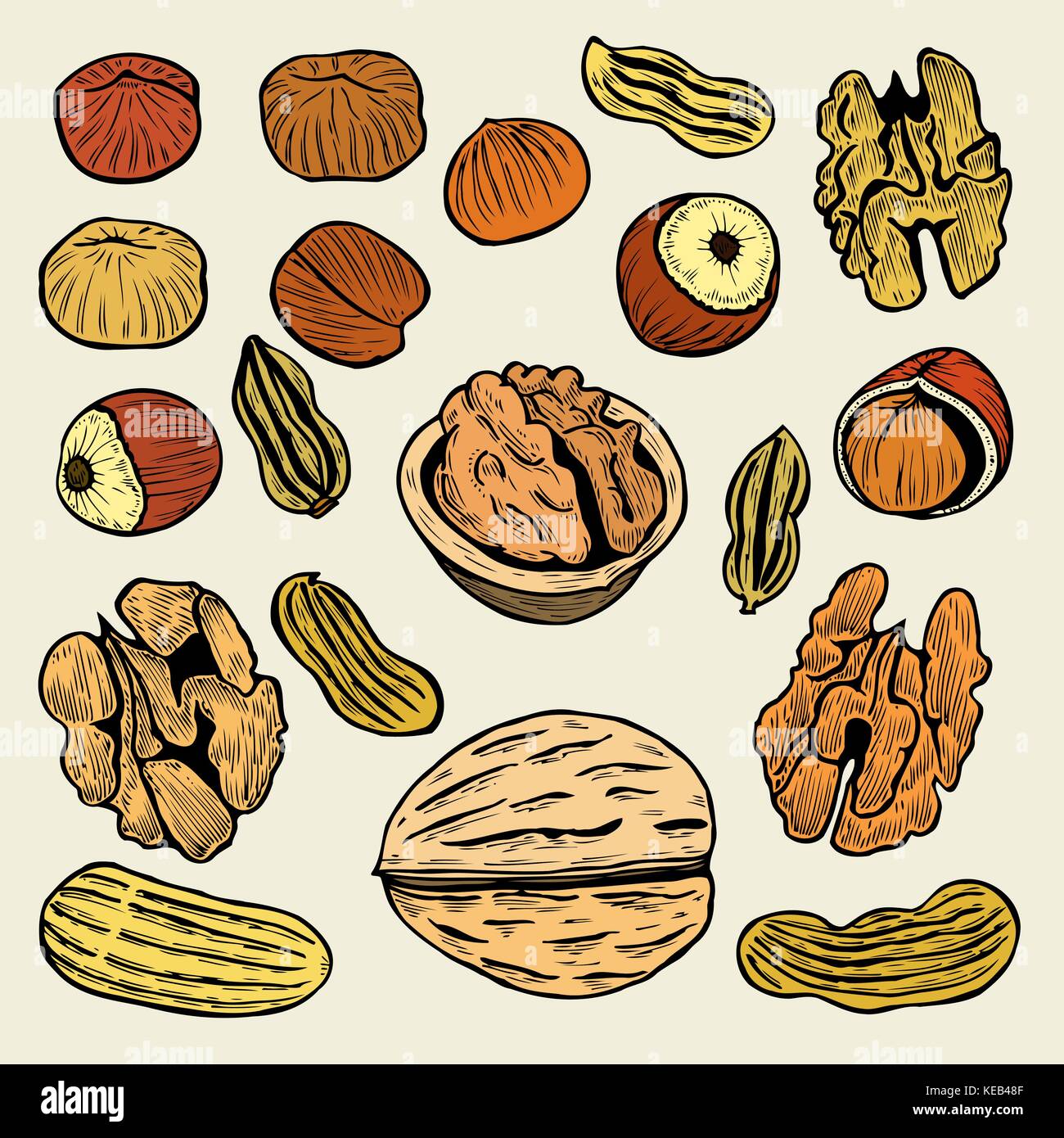 Great collection of highly detailed hand drawn nuts. Isolated Vector ...