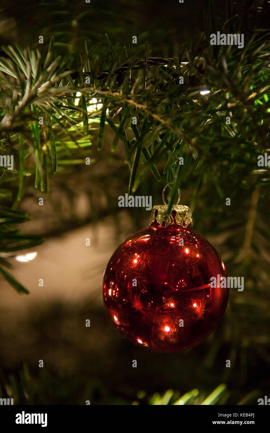 Shiny red Christmas Ball hanging on Pine Tree Stock Photo