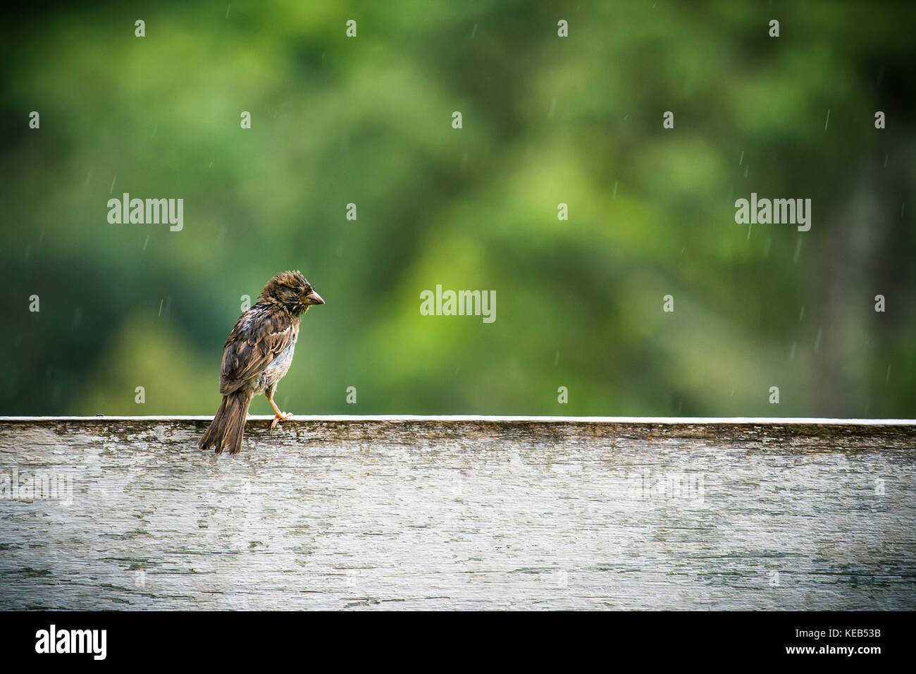 Sparrow fledgeling sitting under rain on strained steel wire Stock