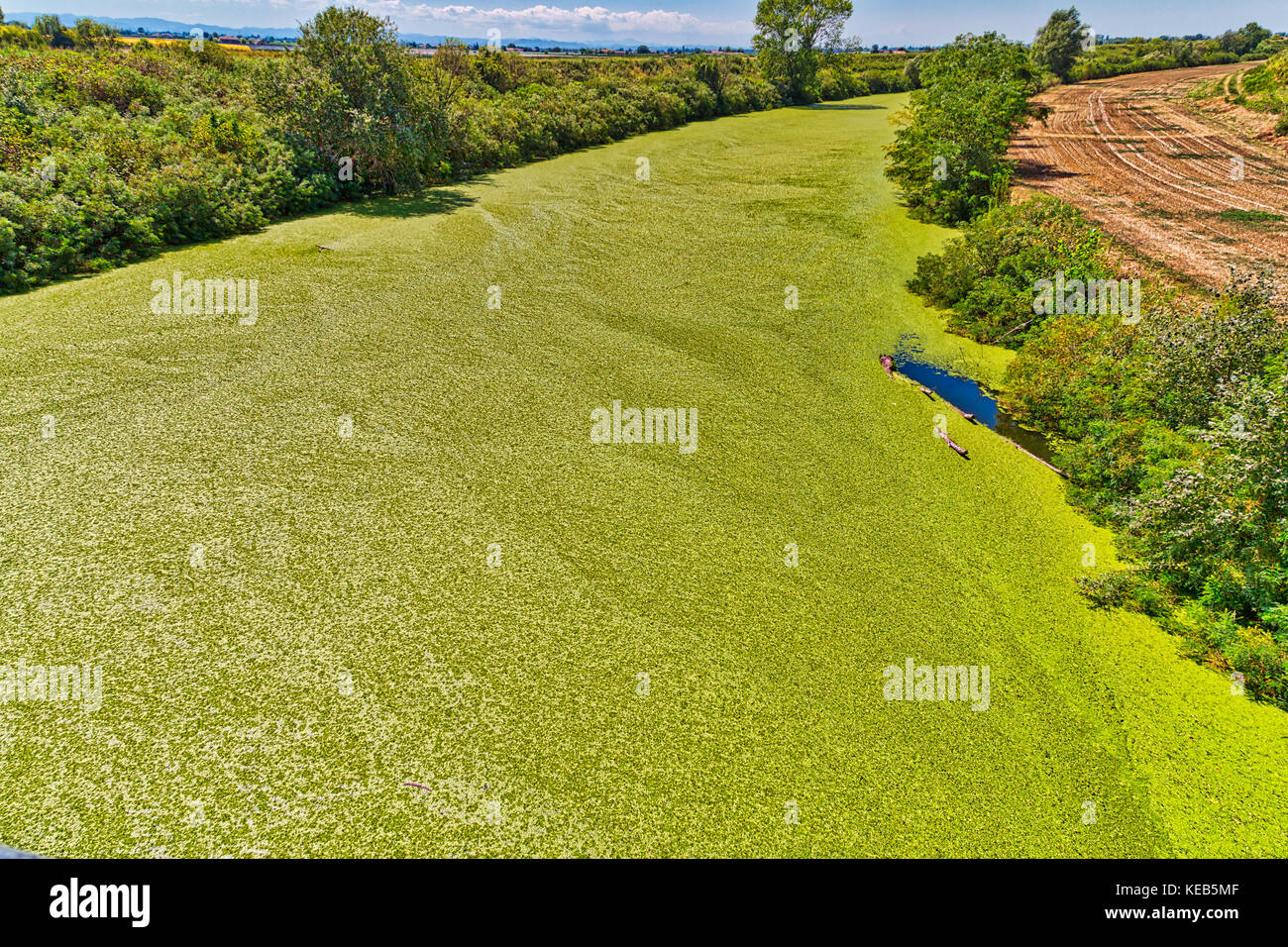 vivid background of green algae on river in Italian countryside Stock Photo