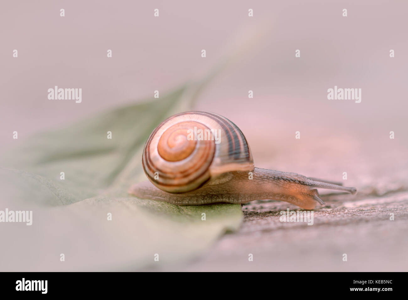 snail with soft bokeh Stock Photo
