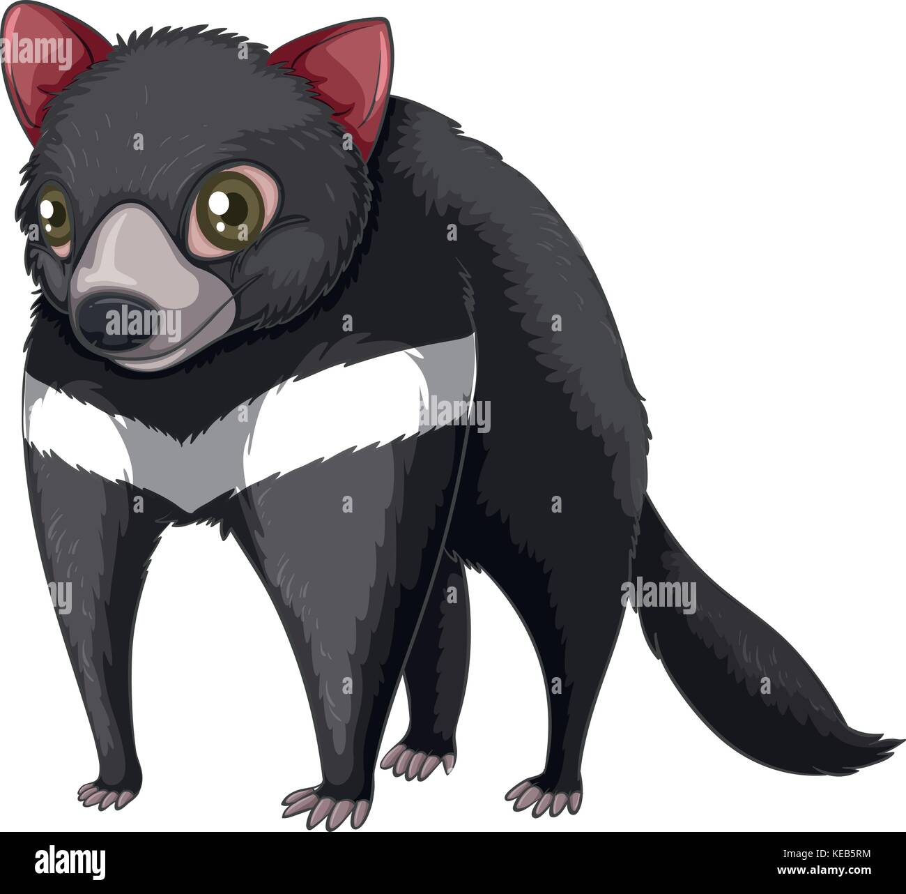 Tasmanian devil vector vectors hi-res stock photography and images - Alamy