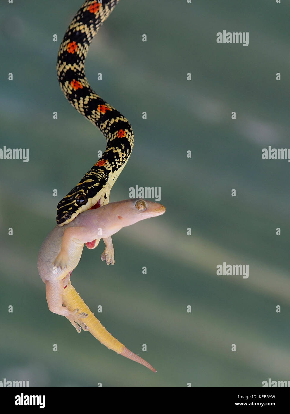 Ornate Flying Snake or Golden Flying Snake at Manas National Park, Assam India Stock Photo