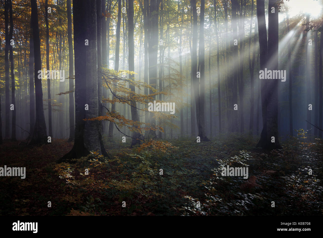 Autumn landscape of a beautiful forest Stock Photo - Alamy