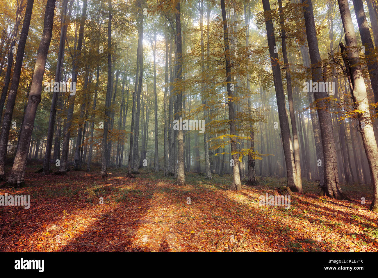 Autumn landscape of a beautiful forest Stock Photo - Alamy