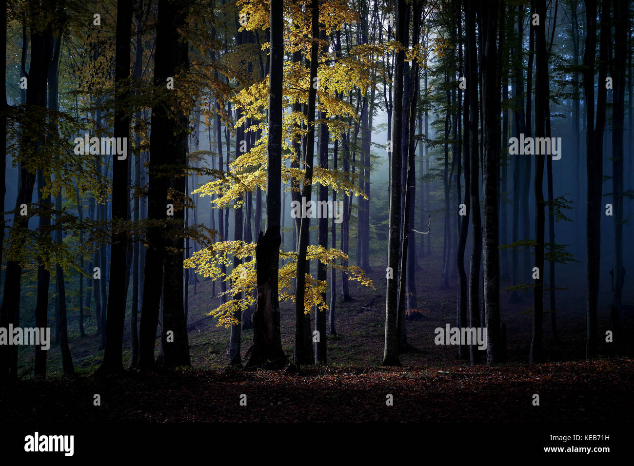 Autumn landscape of a beautiful forest Stock Photo - Alamy
