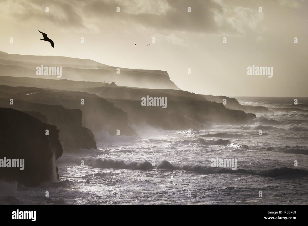 Birds flying along the cliffs of Moher near doolin Stock Photo