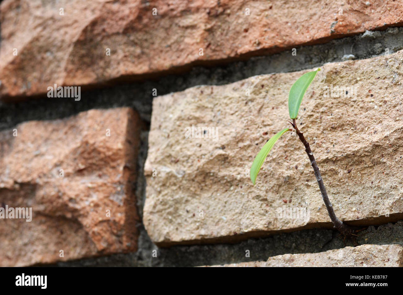 Old grunge brick wall texture with green shoot Stock Photo - Alamy