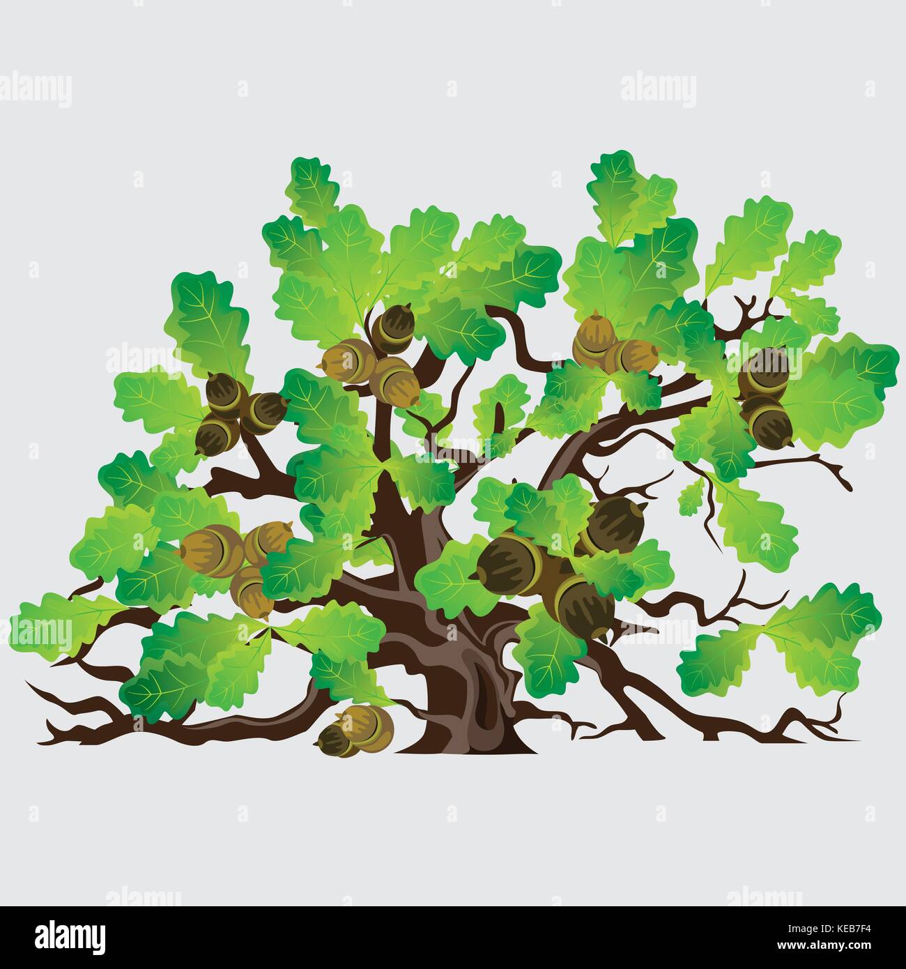 Big green oak tree with acorns vector illustration Stock Vector