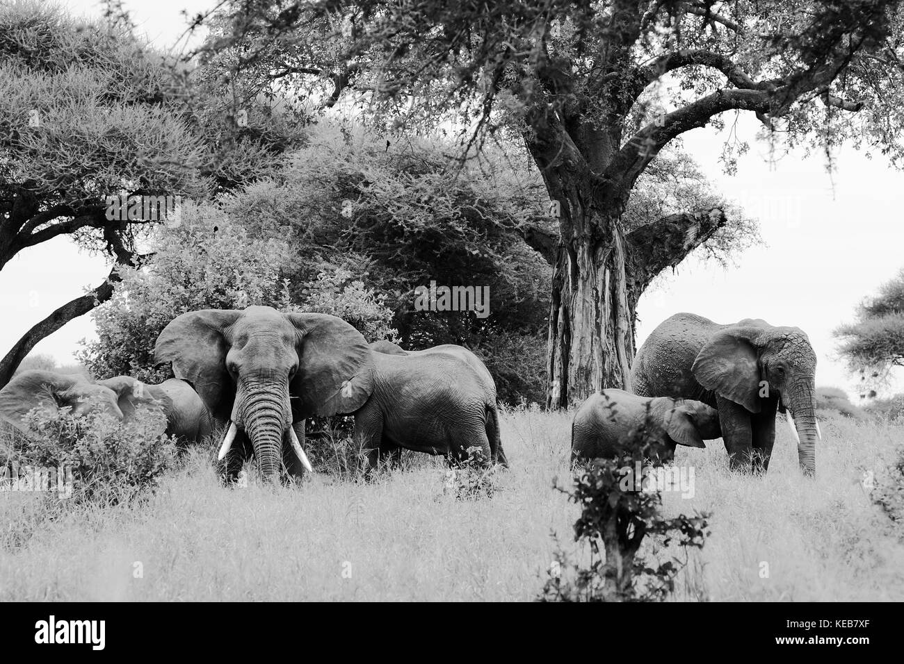 Family of elephants on the savannah Stock Photo