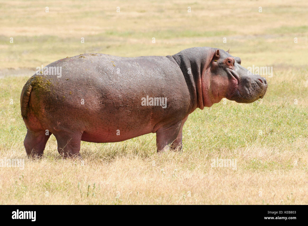 Wildlife Hippo in safari in Africa Stock Photo
