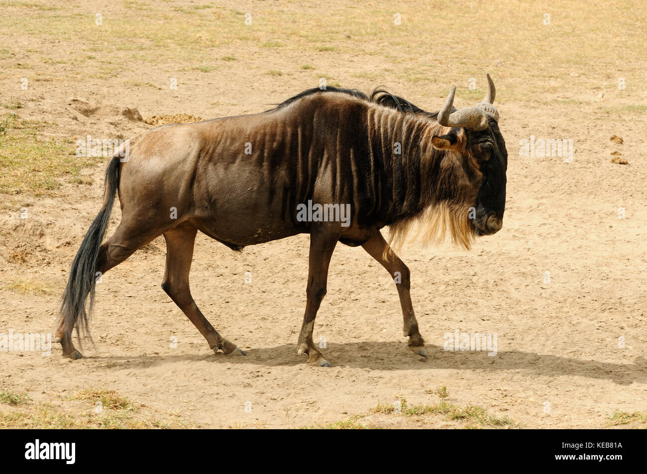 Wildlife wildebeest in safari in Africa Stock Photo - Alamy