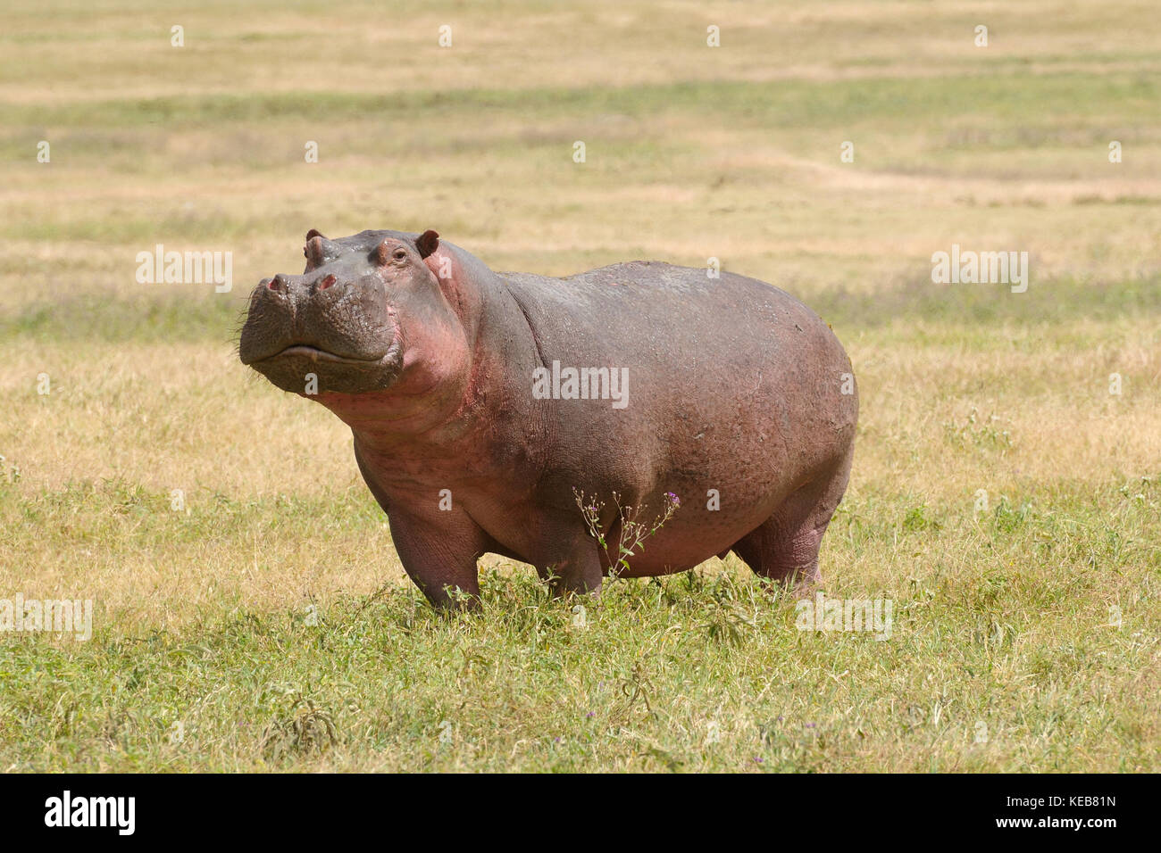 Wildlife Hippo on the safari in Africa Stock Photo