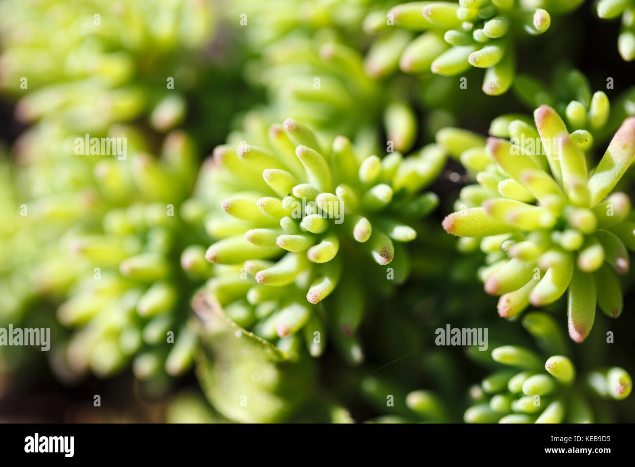 Rectangular arrangement of succulents. Cactus succulents in a planter ...