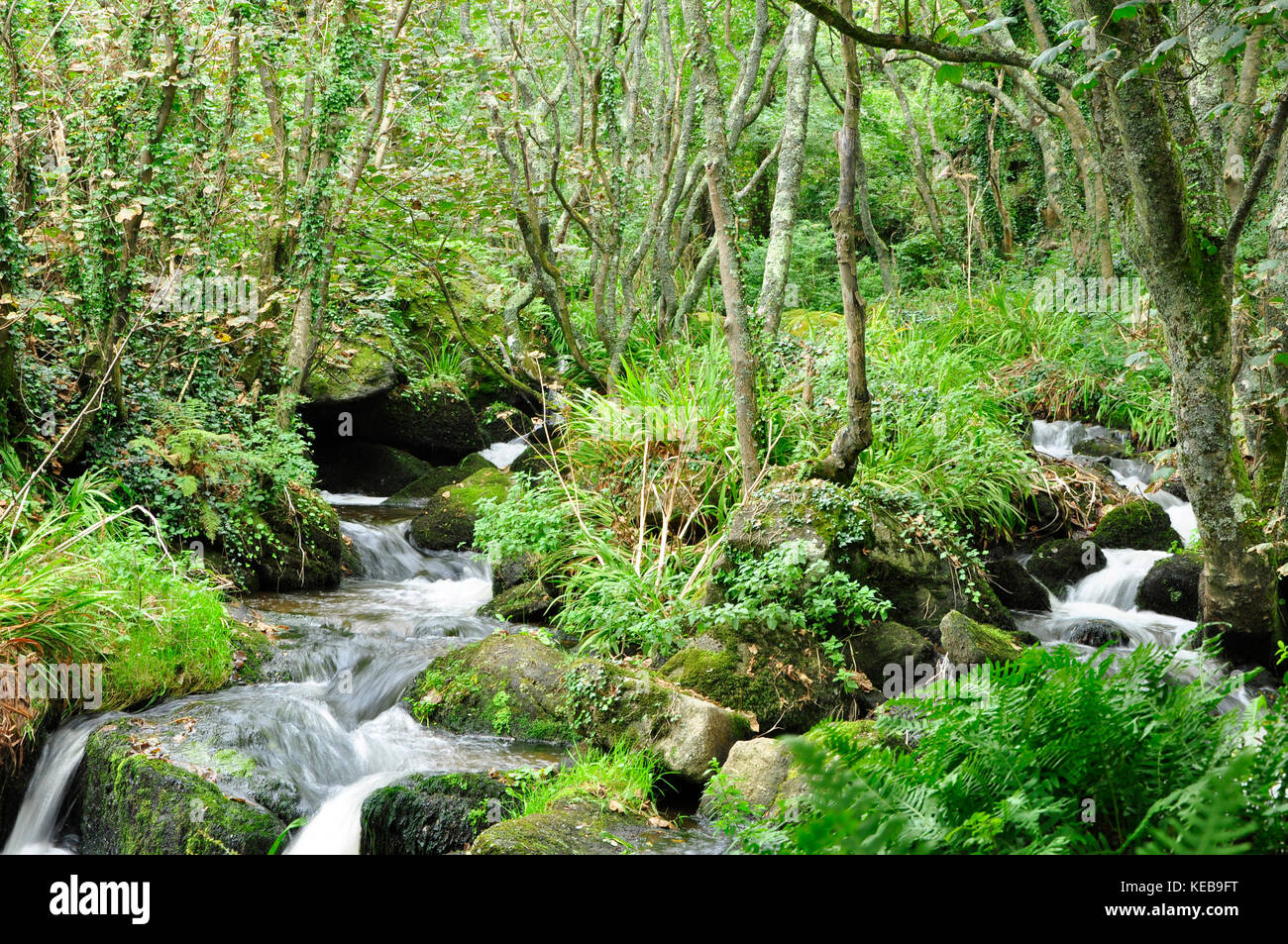 Stream tumbling through woodland before it enters the sea in Lamorna Cove, West Penwith, Cornwall.UK Stock Photo