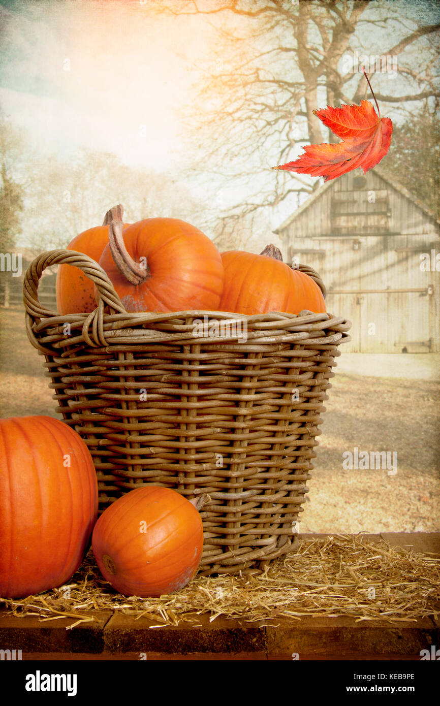 Pumpkins in a basket Stock Photo - Alamy