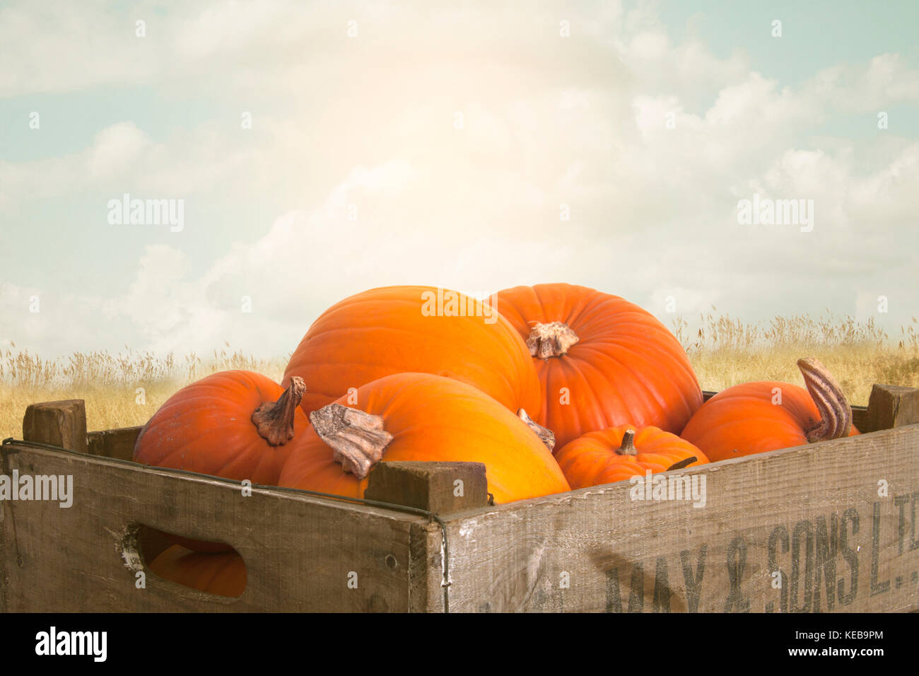 Pumpkins In A Crate Outdoors In A Fieldbackground Stock Photo