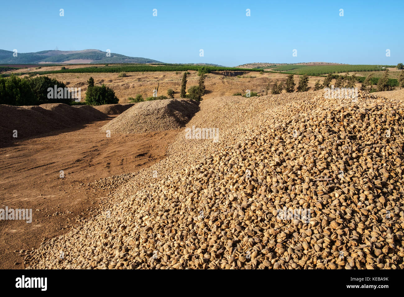 Pile of freshly picked almonds drying in the sun Stock Photo Alamy