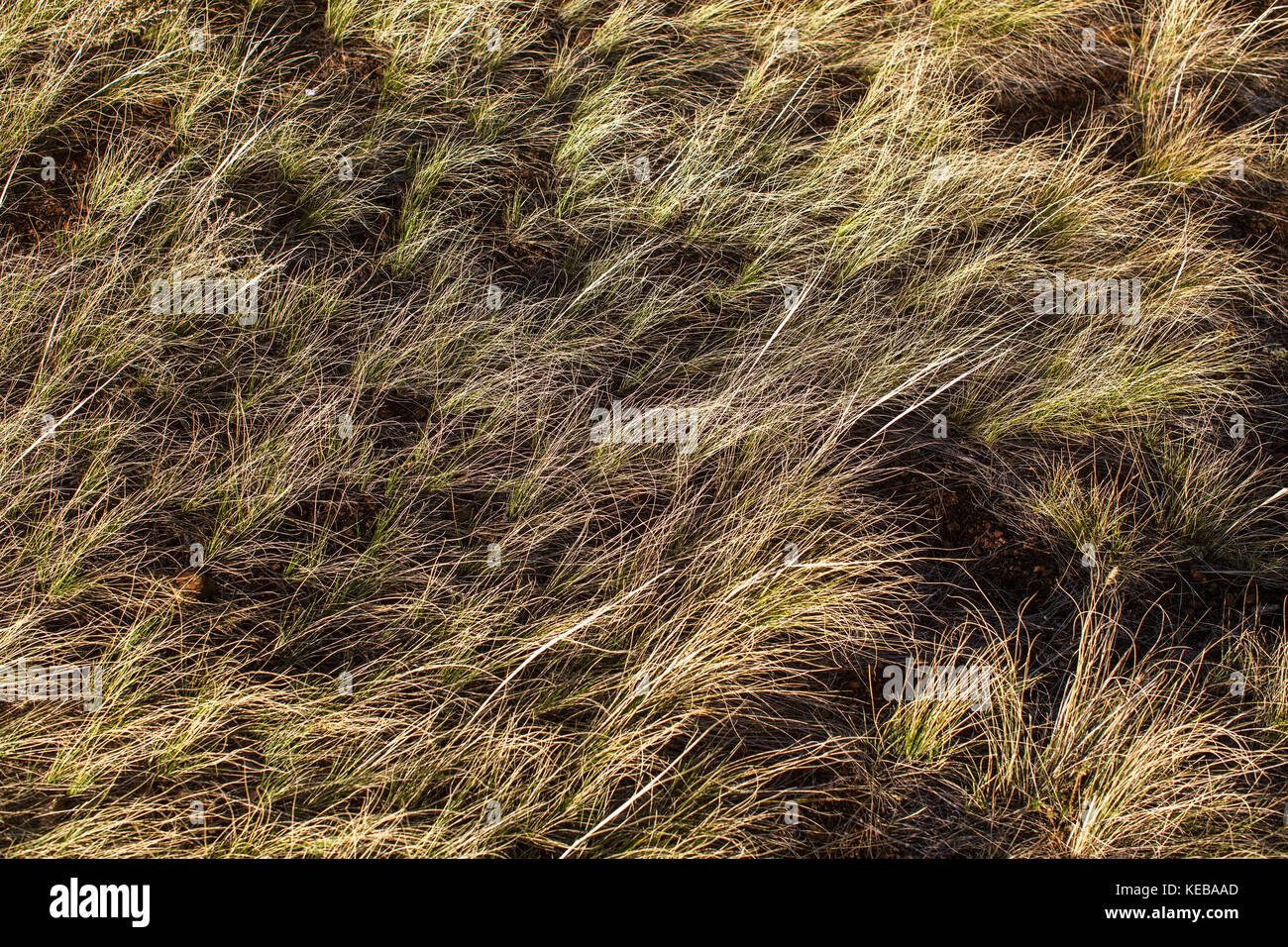 Steppe of yellow grass. Altai mountains Stock Photo Alamy