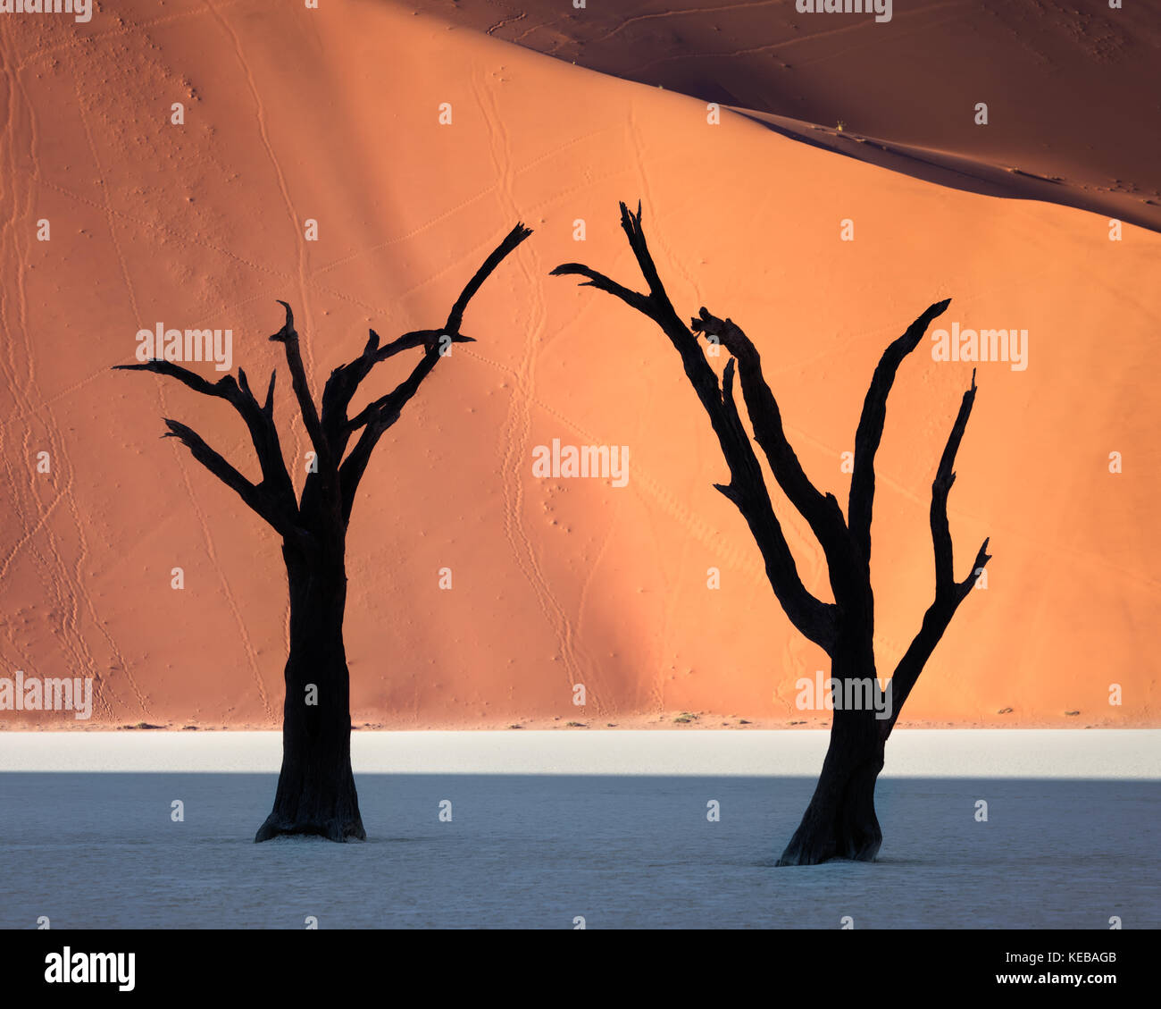 Camelthorn tree forest hi-res stock photography and images - Alamy