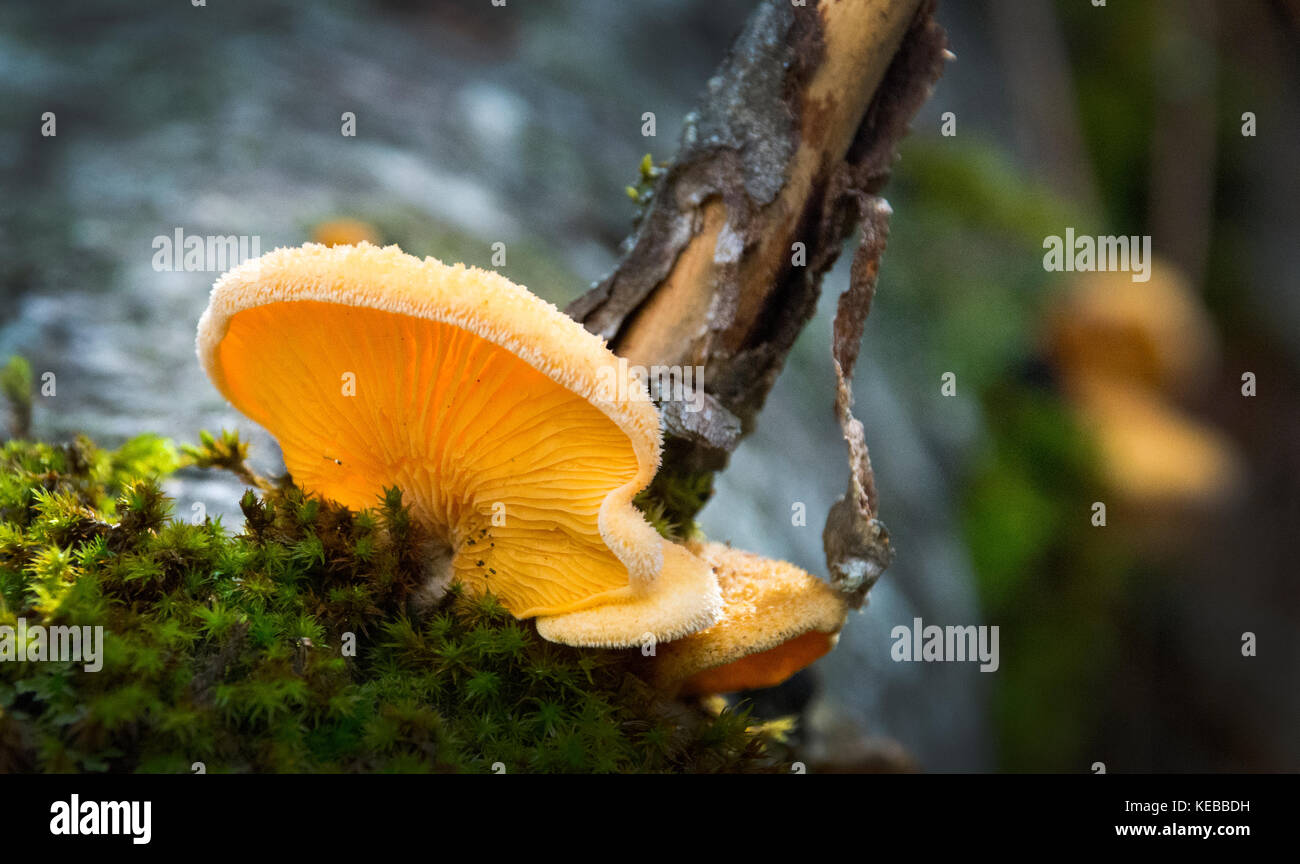 Wild mushrooms, Yosemite Valley, California Stock Photo Alamy