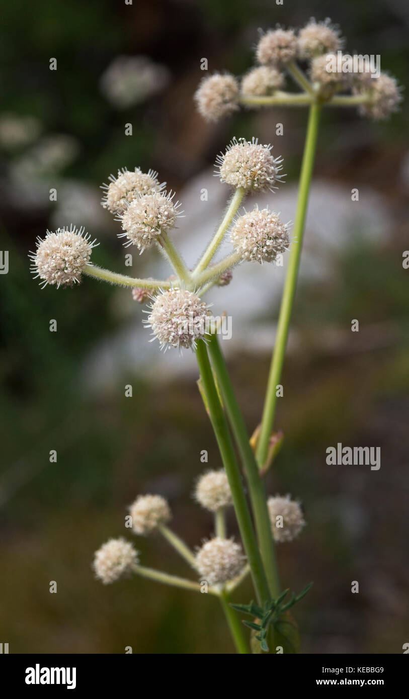 Rangers buttons wildflowers, Ansel Adams Wilderness, California Stock