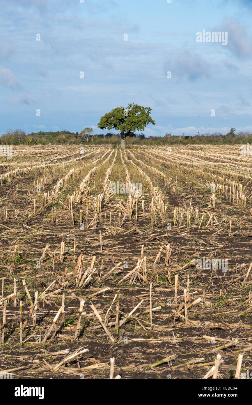 Lone oak tree in a harvested corn stubble field with straight rows ...