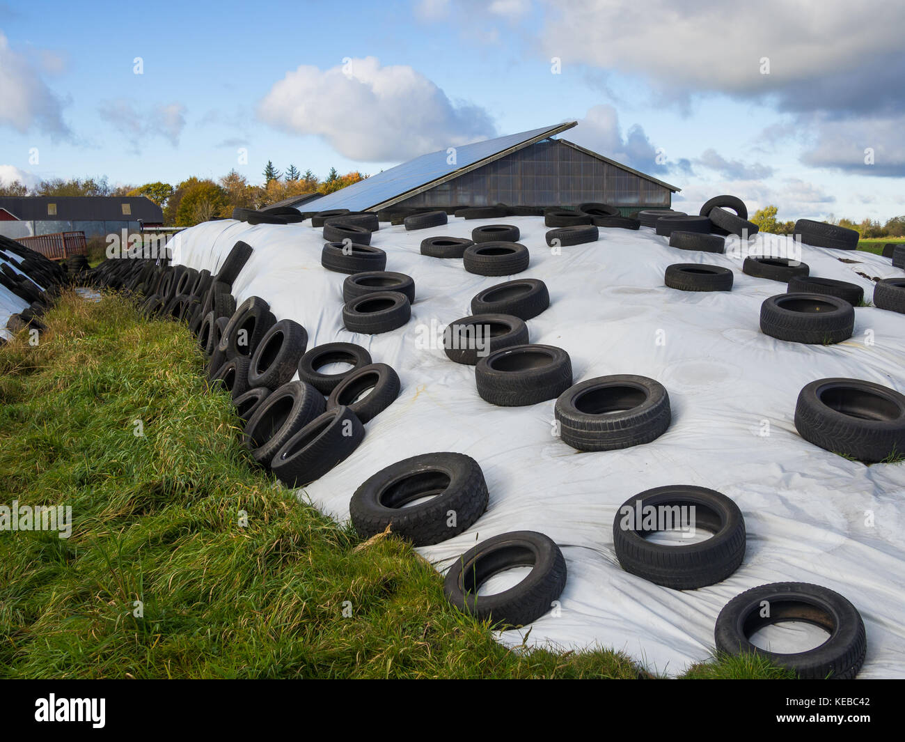 Large heap of silage as animal fodder covered in rubber tires and white plastic on farm in North Germany. Stock Photo