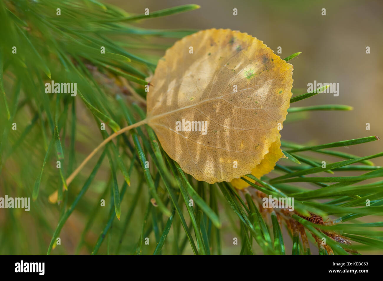 close up of an aspen leaf (Populus tremuloiddes) lodges between the ponderosa pine needles (Pinus ponderosa) Stock Photo