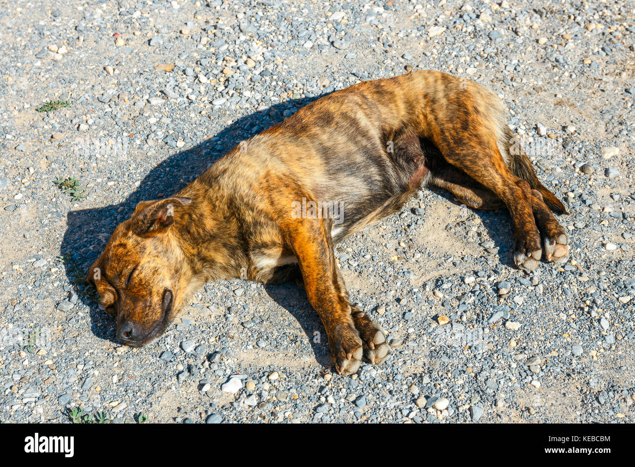 The dog lies on its side on the ground Stock Photo Alamy