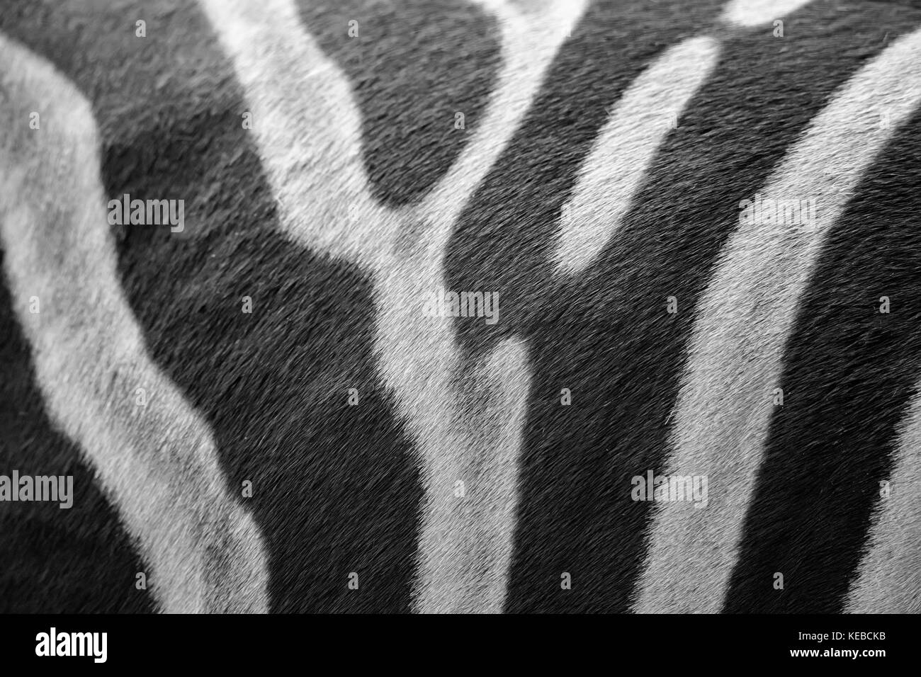 Close up zebra skin pattern black and white Stock Photo Alamy