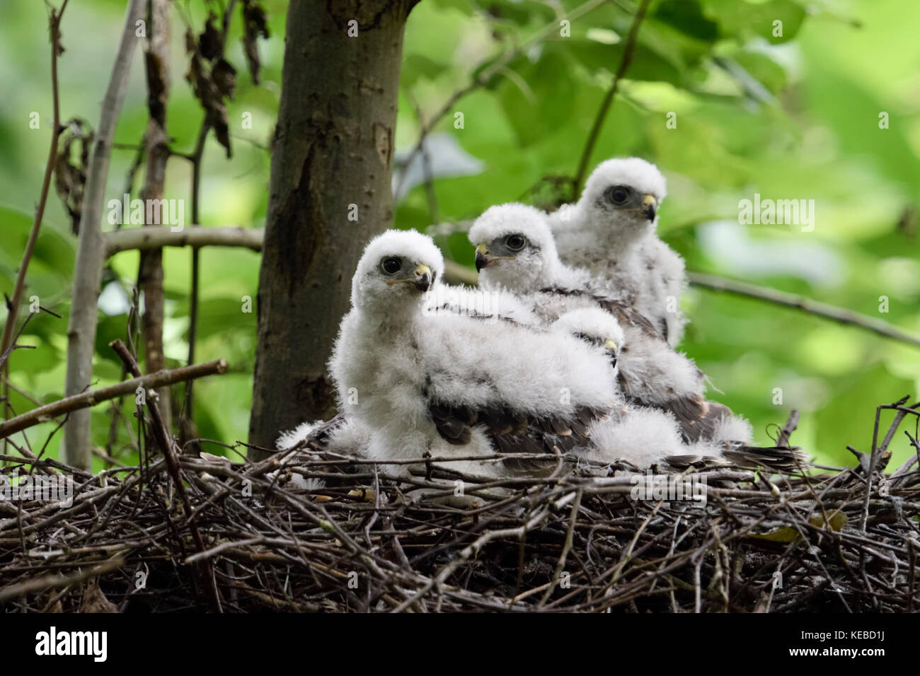 Sparrowhawk / Sperber ( Accipiter nisus ), cute moulting chicks, hatchlings resting, sitting, waiting in nest, eyrie in a deciduous tree, wildlife, Eu Stock Photo