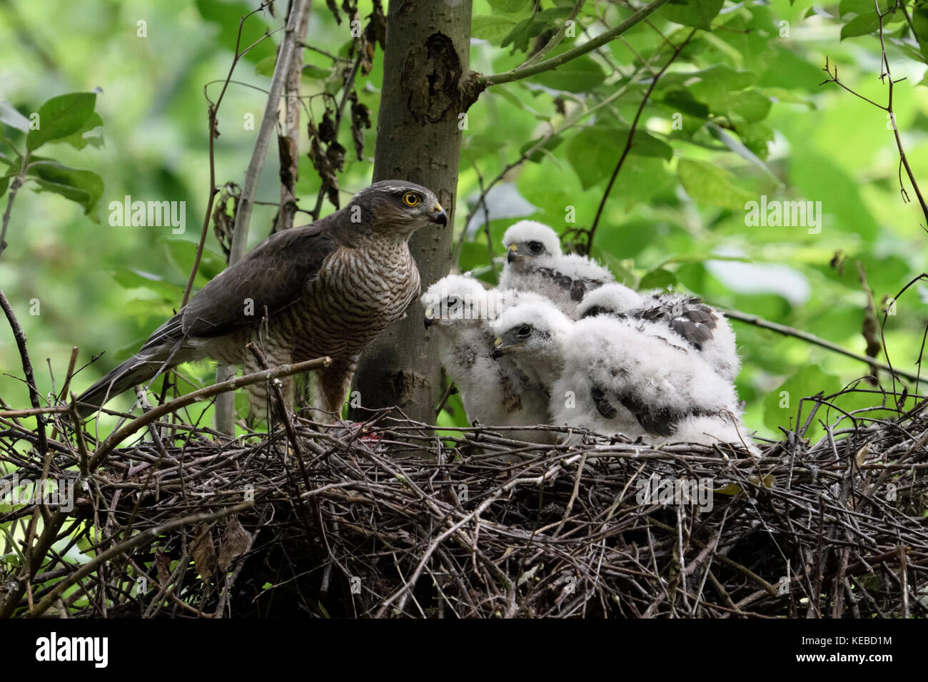 Sparrowhawk / Sperber ( Accipiter nisus ), adult female with grown up chicks, moulting adolescents in nest, cute and funny, wildlife, Europe. Stock Photo