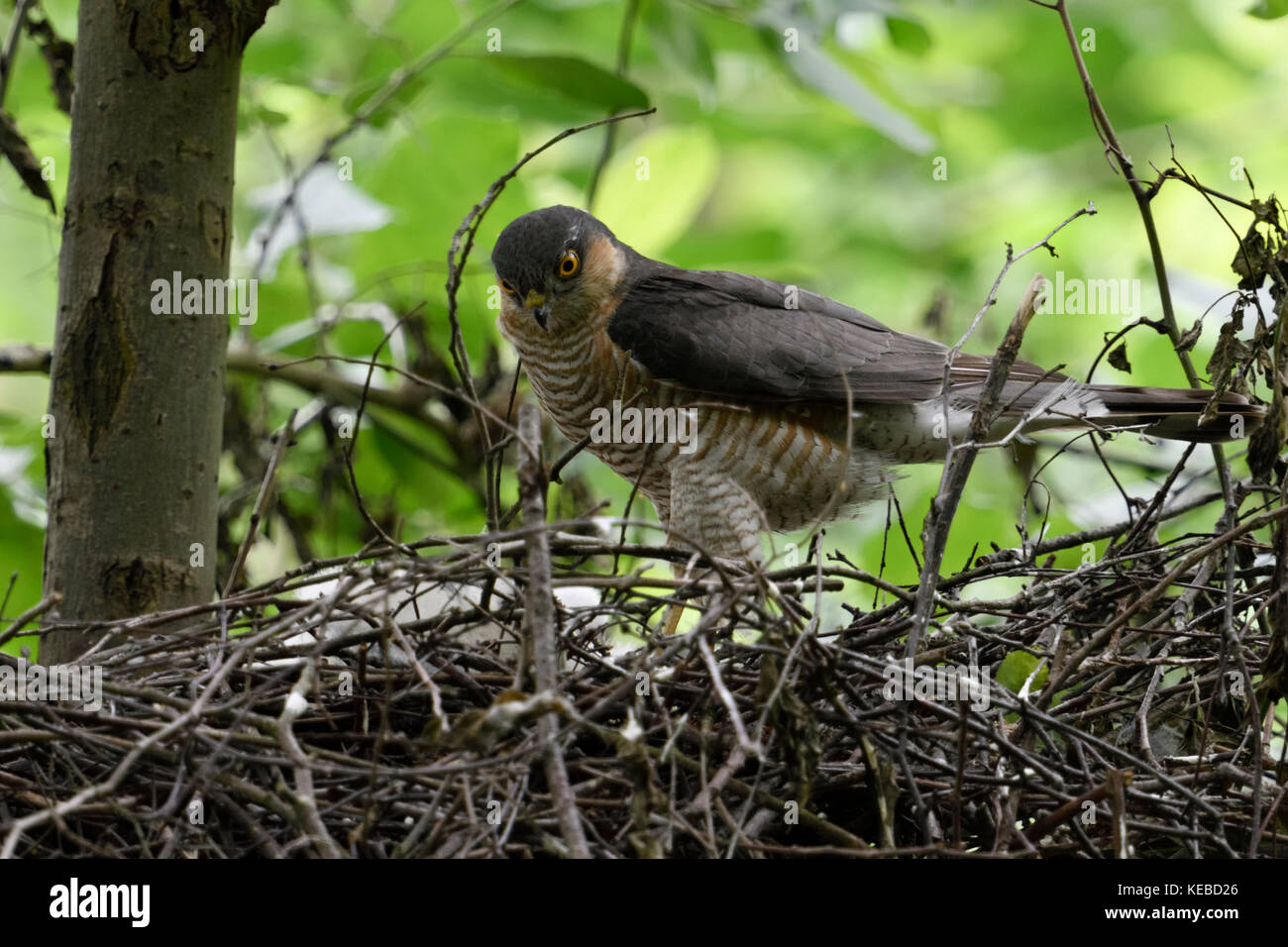Eurasian Sparrowhawk / Sperber ( Accipiter nisus ), adult male, standing on the edge of its eyrie, nest, watching for its chicks, wildlife, Europe. Stock Photo