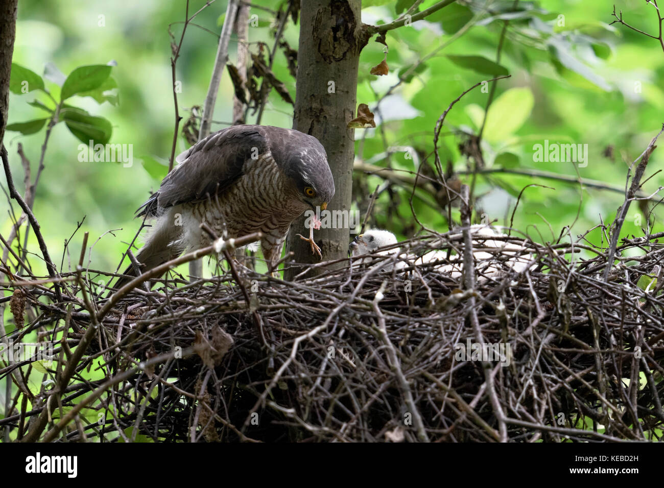 Sparrowhawk / Sperber ( Accipiter nisus ), adult female feeding its freshly hatched chicks, wildlife, Europe. Stock Photo