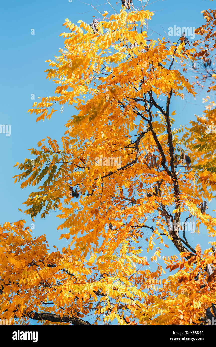 Colorful background of autumn leaf, close up Stock Photo - Alamy