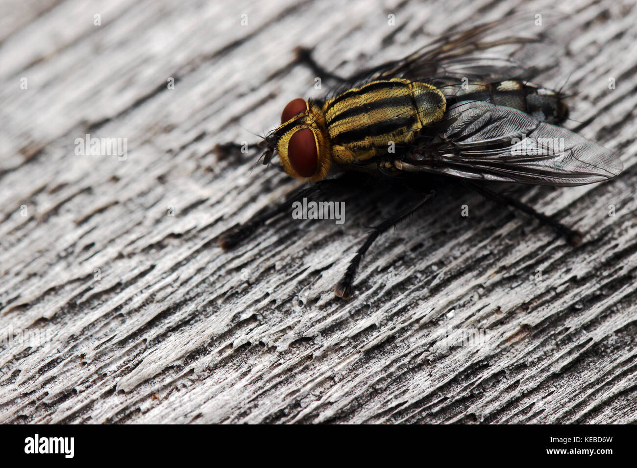 Flesh fly sitting on wood Stock Photo