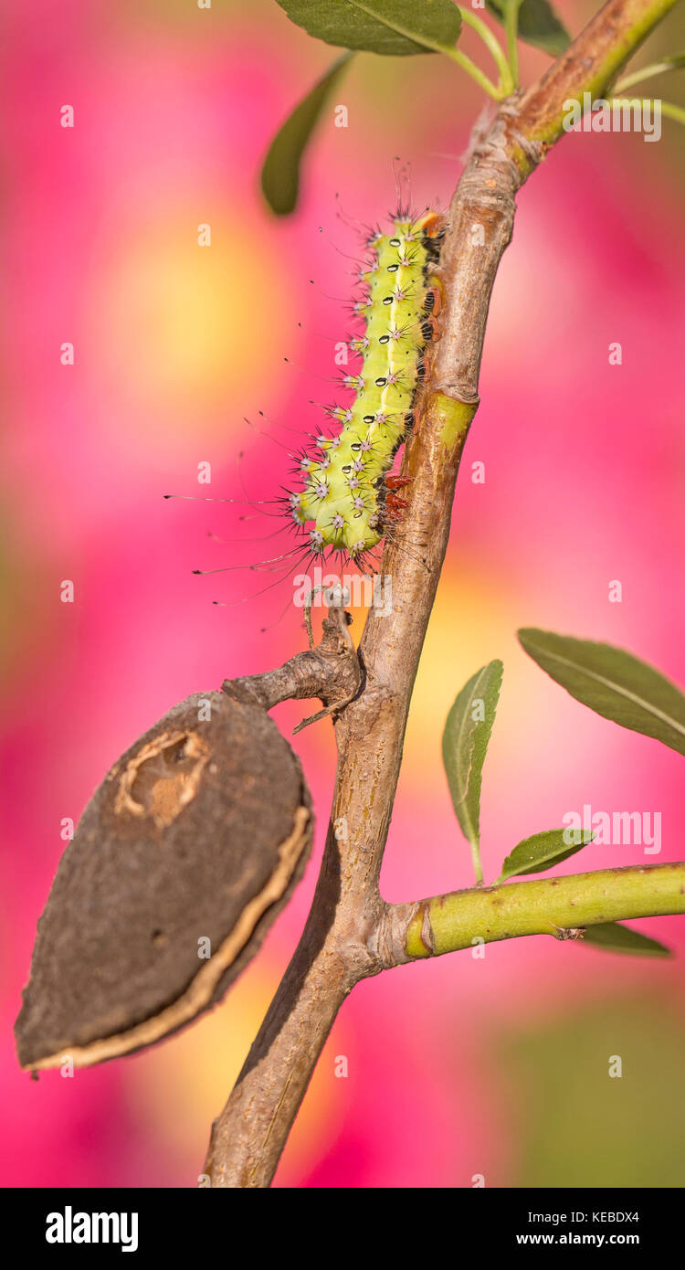Caterpillar of the Great peacock moth (Saturnia pyri). This is the largest moth native to Europe. It has a wingspan of up to 15 centimetres and very d Stock Photo