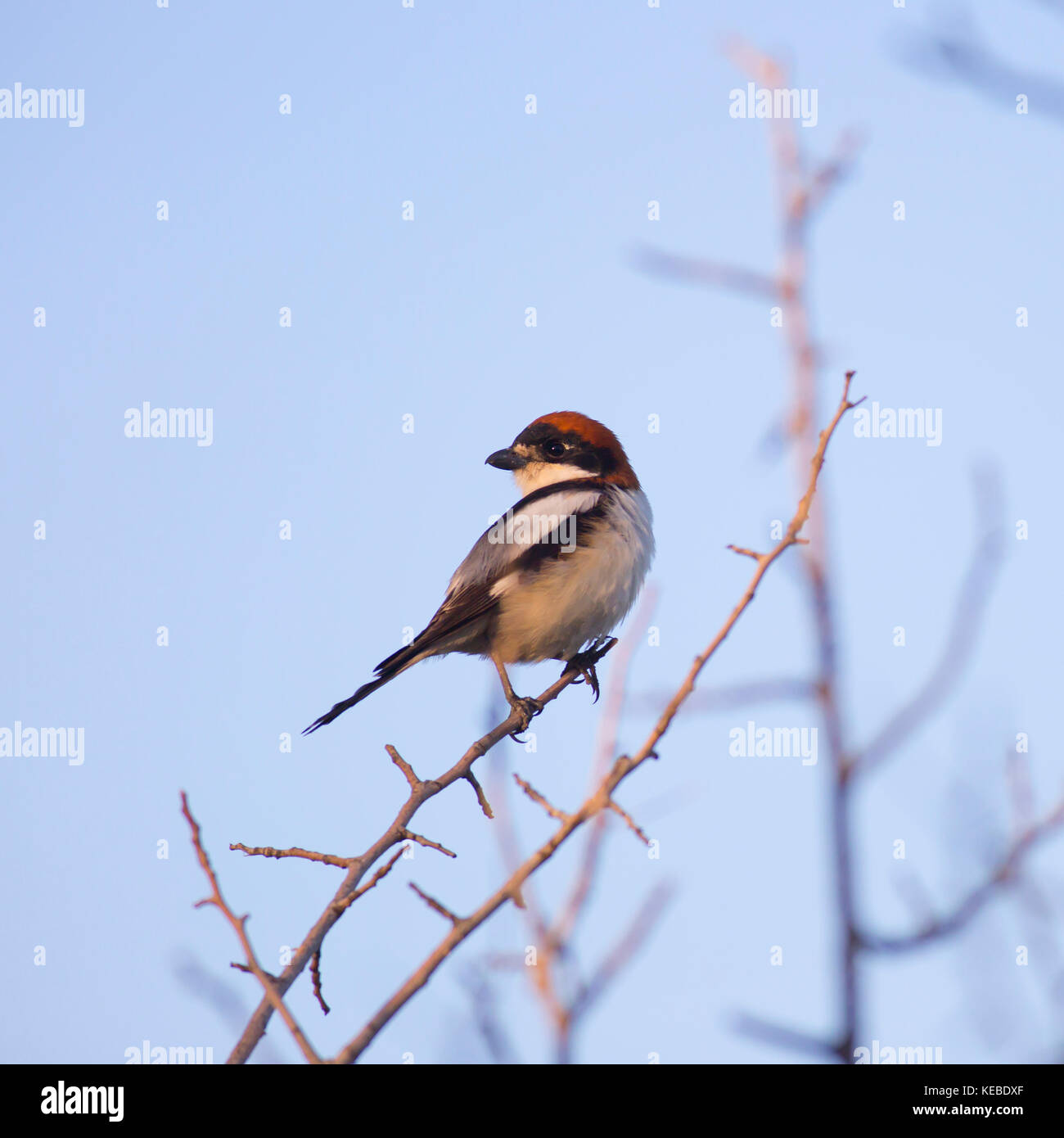 Male Woodchat Shrike (Lanius senator) on a twig. This bird breeds in southern Europe, the Middle East and northwest Africa, and winters in tropical Af Stock Photo
