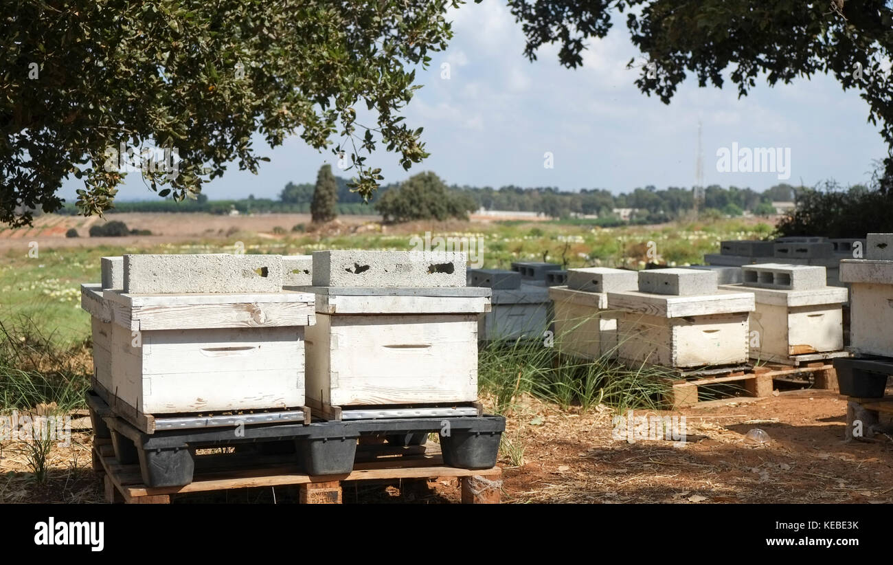 Bee hives and wildflowers hi-res stock photography and images - Alamy