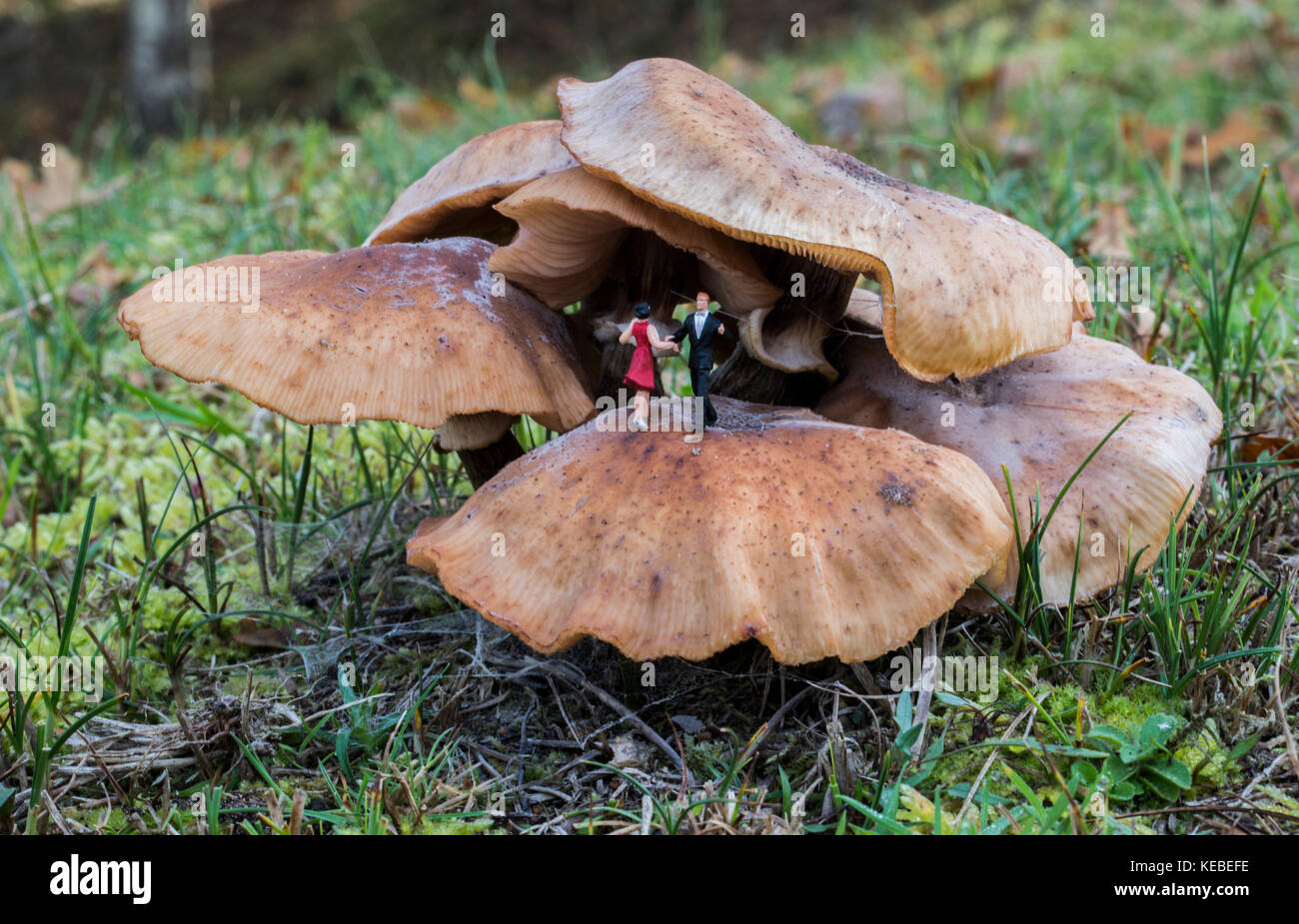 little miniature couple dancing on a mushroom Stock Photo
