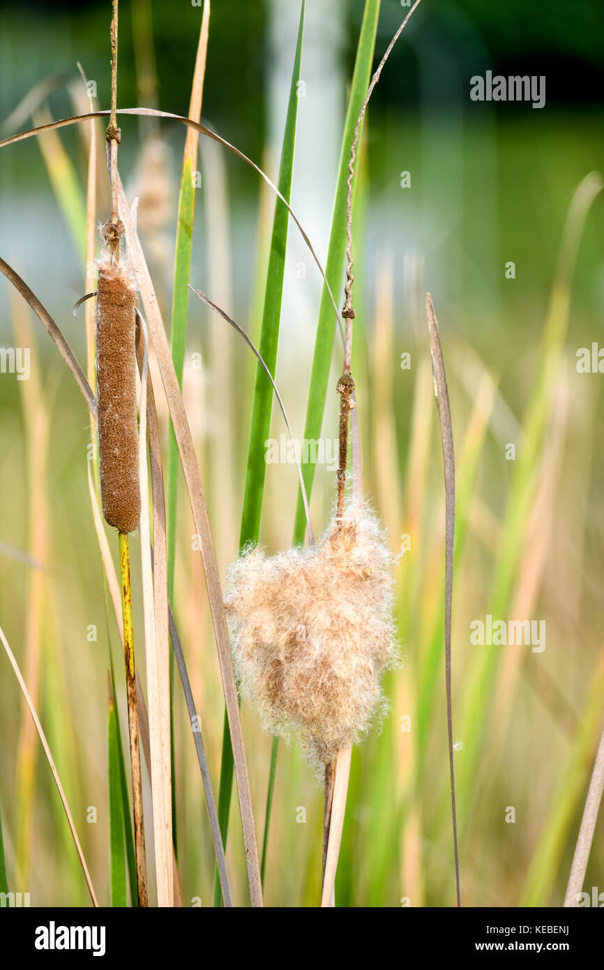 The classic wetland plant… a perfect permaculture plant! Stock Photo