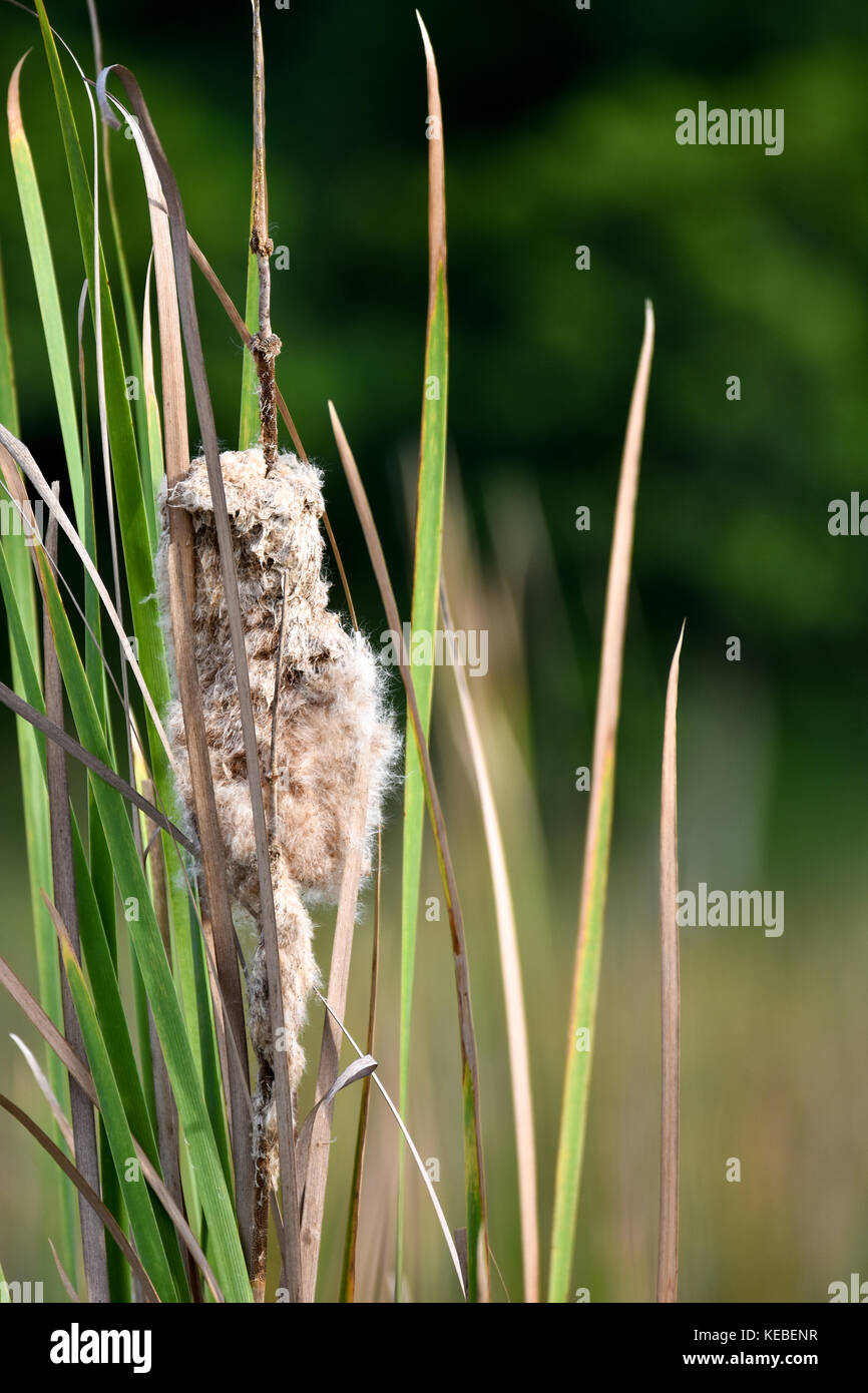 The classic wetland plant… a perfect permaculture plant! Stock Photo